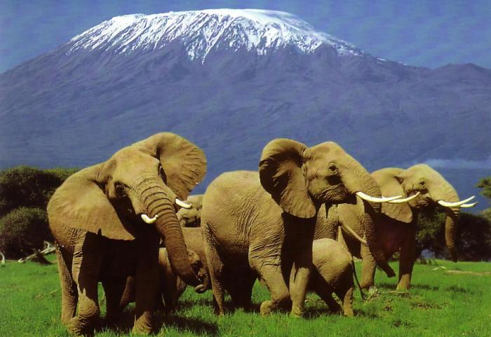 amboselielephants