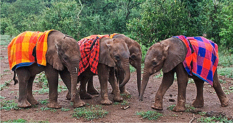daphne-sheldrick-elephants