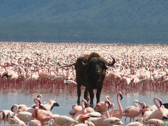 lake-nakuru-flamingoes
