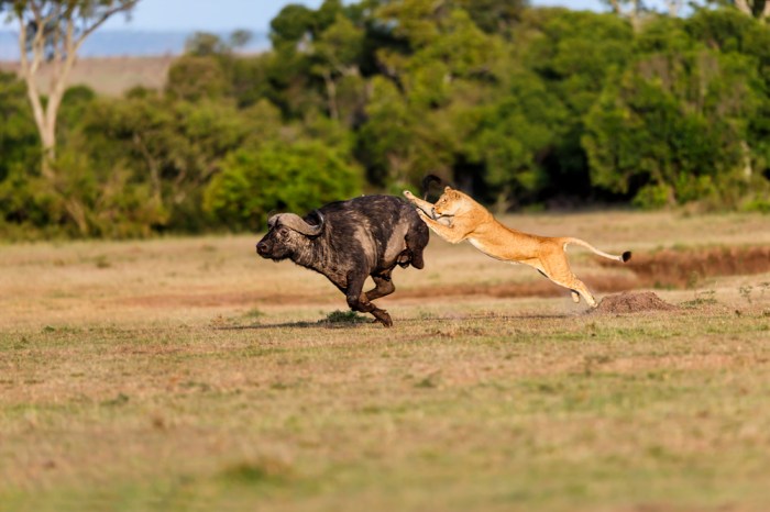 masai-mara