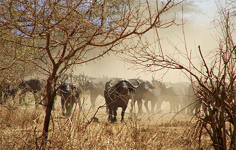 tsavo